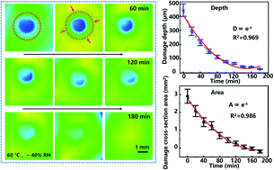 Graphical abstract: A strong phase separation polyurethane for self-repairing large-scale damage