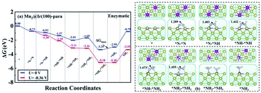 Graphical abstract: Density functional theory study of a two-atom active site transition-metal/iridium electrocatalyst for ammonia synthesis