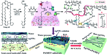 Graphical abstract: Facile and fast preparation of a tung oil-based bendable transparent electrode with mechanical strength and environmental stability via infiltration of silver nanowires into oxygen-inhibited surface layers