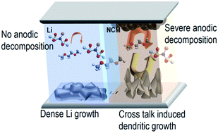 Graphical abstract: Positive electrode–Li metal crosstalk behavior-induced morphology change of Li deposits