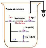 Graphical abstract: The role of adsorbed hydroxide reduction in hydrogen evolution and nitrogen reduction reactions in aqueous solution