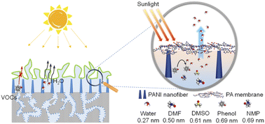 Graphical abstract: A polyaniline nanofiber array supported ultrathin polyamide membrane for solar-driven volatile organic compound removal