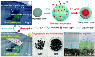 Graphical abstract: Marine biomass-derived, hygroscopic and temperature-responsive hydrogel beads for atmospheric water harvesting and solar-powered irrigation