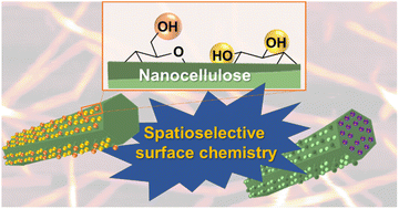 Graphical abstract: Spatioselective surface chemistry for the production of functional and chemically anisotropic nanocellulose colloids