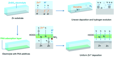 Graphical abstract: A polyamino acid with zincophilic chains enabling high-performance Zn anodes