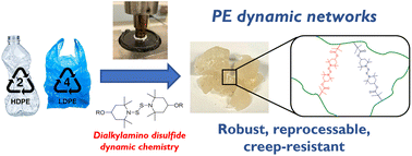 Graphical abstract: Simple upcycling of virgin and waste polyethylene into covalent adaptable networks: catalyst-free, radical-based reactive processing with dialkylamino disulfide bonds