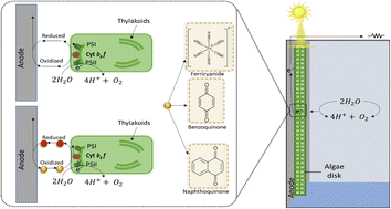 Graphical abstract: Development of biophoto anodes using Ulvophyceae macroalgae