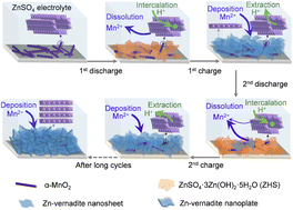 Graphical abstract: Reaction mechanism for the α-MnO2 cathode in aqueous Zn ion batteries revisited: elucidating the irreversible transformation of α-MnO2 into Zn–vernadite