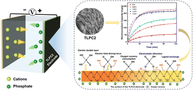 Graphical abstract: Engineering bimetallic capture sites on hierarchically porous carbon electrode for efficient phosphate electrosorption: multiple active centers and excellent electrochemical properties