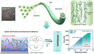 Graphical abstract: Natural-silk-inspired design provides ultra-tough biobased structural adhesives with supercold tolerance