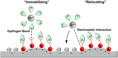 Graphical abstract: An “immobilizing and relocating” strategy for a highly reversible metallic zinc anode
