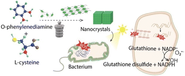 Graphical abstract: Self-assembled photosensitive carbon nanocrystals with broad-spectrum antibacterial bioactivity