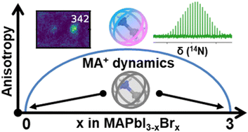 Graphical abstract: Disorder to order: how halide mixing in MAPbI3−xBrx perovskites restricts MA dynamics