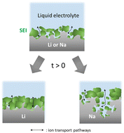 Graphical abstract: Ion transport and growth behavior of solid electrolyte interphases on Li and Na with liquid electrolytes based on impedance analysis