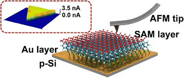 Graphical abstract: Dynamic molecular tunnel junctions based on self-assembled monolayers for high tunneling current triboelectricity generation