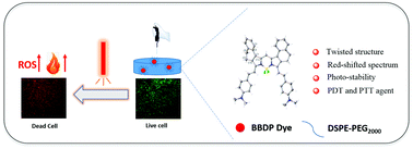 Graphical abstract: Near-infrared upper phenyl-fused BODIPY as a photosensitizer for photothermal–photodynamic therapy