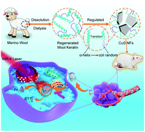 Graphical abstract: Biomimetic synthesis of 2D ultra-small copper sulfide nanoflakes based on reconfiguration of the keratin secondary structure for cancer theranostics in the NIR-II region