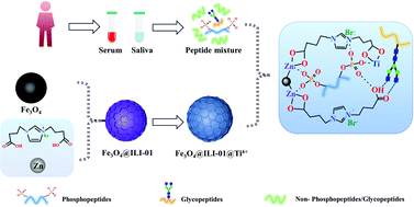 Graphical abstract: Tailoring a multifunctional magnetic cationic metal–organic framework composite for synchronous enrichment of phosphopeptides/glycopeptides
