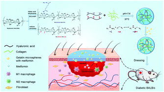 Graphical abstract: A pH-responsive hyaluronic acid hydrogel for regulating the inflammation and remodeling of the ECM in diabetic wounds