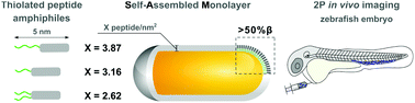 Graphical abstract: Coating gold nanorods with self-assembling peptide amphiphiles promotes stability and facilitates in vivo two-photon imaging