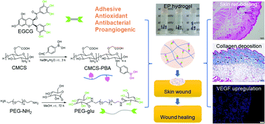 Graphical abstract: EGCG-crosslinked carboxymethyl chitosan-based hydrogels with inherent desired functions for full-thickness skin wound healing