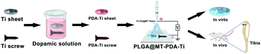 Graphical abstract: The dual-effects of PLGA@MT electrospun nanofiber coatings on promoting osteogenesis at the titanium–bone interface under diabetic conditions