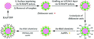 Graphical abstract: Biological sample-compatible Au nanoparticle-containing fluorescent molecularly imprinted polymer microspheres by combining RAFT polymerization and Au–thiol chemistry