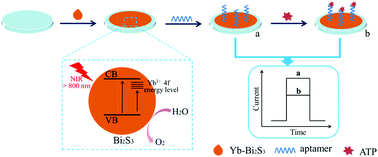 Graphical abstract: A near-infrared light-driven photoelectrochemical aptasensing platform for adenosine triphosphate detection based on Yb-doped Bi2S3 nanorods