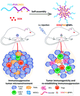 Graphical abstract: Polymeric indoximod based prodrug nanoparticles with doxorubicin entrapment for inducing immunogenic cell death and improving the immunotherapy of breast cancer