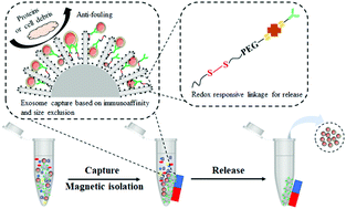 Graphical abstract: Hedgehog-inspired immunomagnetic beads for high-efficient capture and release of exosomes