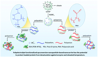 Graphical abstract: pH-responsive polyelectrolyte complexation on upconversion nanoparticles: a multifunctional nanocarrier for protection, delivery, and 3D-imaging of therapeutic protein