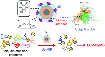 Graphical abstract: Construction of nano receptors for ubiquitin and ubiquitinated proteins based on the region-specific interactions between ubiquitin and polydopamine