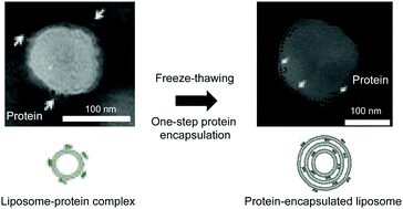 Graphical abstract: Easy preparation of a liposome-mediated protein delivery system by freeze–thawing a liposome–protein complex