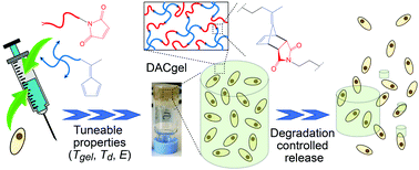 Graphical abstract: Injectable Diels–Alder cycloaddition hydrogels with tuneable gelation, stiffness and degradation for the sustained release of T-lymphocytes