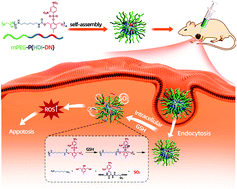 Graphical abstract: Chain-shattering polymeric sulfur dioxide prodrug micelles for redox-triggered gas therapy of osteosarcoma