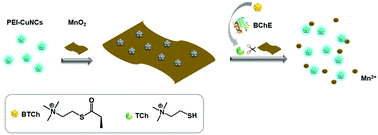 Graphical abstract: Construction of a copper nanocluster/MnO2 nanosheet-based fluorescent platform for butyrylcholinesterase activity detection and anti-Alzheimer's drug screening