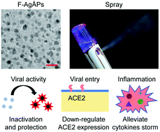 Graphical abstract: Ångstrom-scale silver particles potently combat SARS-CoV-2 infection by suppressing the ACE2 expression and inflammatory responses