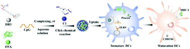 Graphical abstract: Self-assembled d-arginine derivatives based on click chemical reactions for intracellular codelivery of antigens and adjuvants for potential immunotherapy