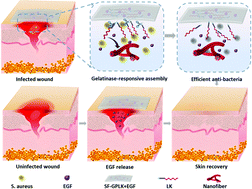 Graphical abstract: Skin-like wound dressings with on-demand administration based on in situ peptide self-assembly for skin regeneration