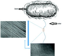 Graphical abstract: Nanovoid formation induces property variation within and across individual silkworm silk threads