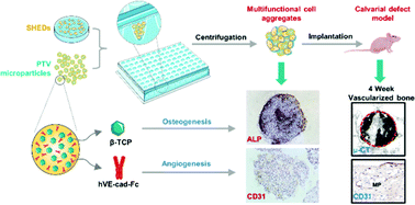 Graphical abstract: Construction of multifunctional cell aggregates in angiogenesis and osteogenesis through incorporating hVE-cad-Fc-modified PLGA/β-TCP microparticles for enhancing bone regeneration