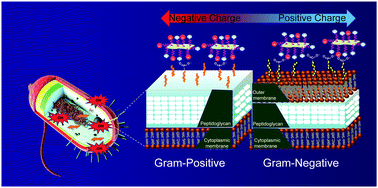 Graphical abstract: Gram-selective antibacterial activity of mixed-charge 2D-MoS2