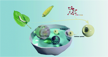 Graphical abstract: Animal protein-plant protein composite nanospheres for dual-drug loading and synergistic cancer therapy