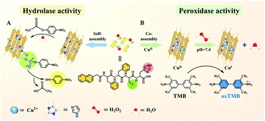 Graphical abstract: Supramolecular assemblies of histidine-containing peptides with switchable hydrolase and peroxidase activities through Cu(ii) binding and co-assembling
