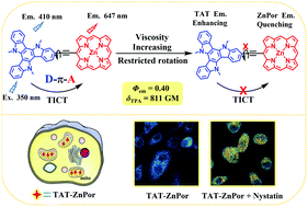 Graphical abstract: A porphyrin-triazatruxene dyad for ratiometric two-photon fluorescent sensing of intracellular viscosity