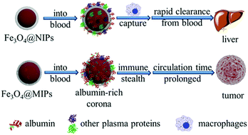 Graphical abstract: Fabrication of human serum albumin–imprinted photothermal nanoparticles for enhanced immunotherapy