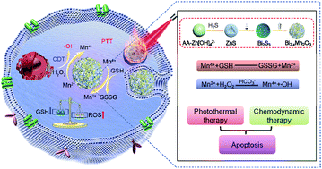Graphical abstract: A tumour microenvironment-mediated Bi2−xMnxO3 hollow nanospheres via glutathione depletion for photothermal enhanced chemodynamic collaborative therapy