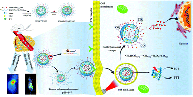 Graphical abstract: Tumor-triggered targeting ammonium bicarbonate liposomes for tumor multimodal therapy