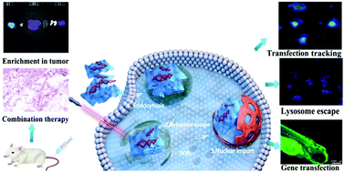 Graphical abstract: Highly water-dispersible PCN nanosheets as light-controlled lysosome self-promoting escape type non-cationic gene carriers for tumor therapy