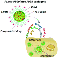 Graphical abstract: Progress in the drug encapsulation of poly(lactic-co-glycolic acid) and folate-decorated poly(ethylene glycol)–poly(lactic-co-glycolic acid) conjugates for selective cancer treatment